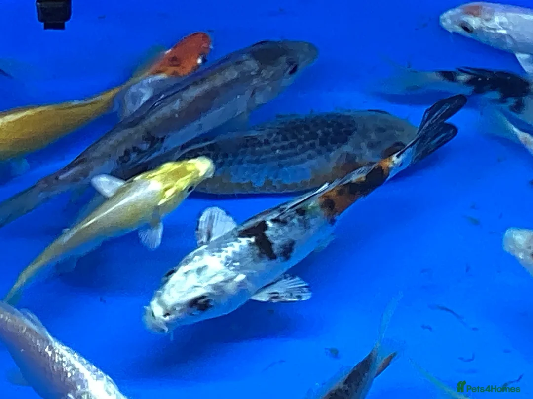 Koi Carp fish for sale: Large Selection of Koi and Butterfly Koi Carp - Advert 12