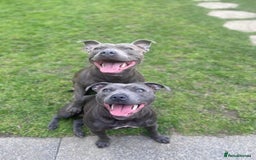 Staffordshire Bull Terrier dogs for sale: 7 gorgeous blue/lilac staffies - Image 14