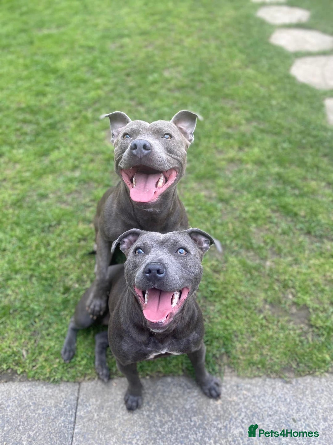 Staffordshire Bull Terrier dogs for sale: 7 gorgeous blue/lilac staffies - Image 14