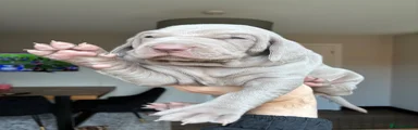Weimaraner Puppy (Boy)