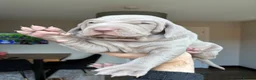 Weimaraner dogs for sale: 1 Stunning Weimaraner Puppy Boy Available - Advert 9