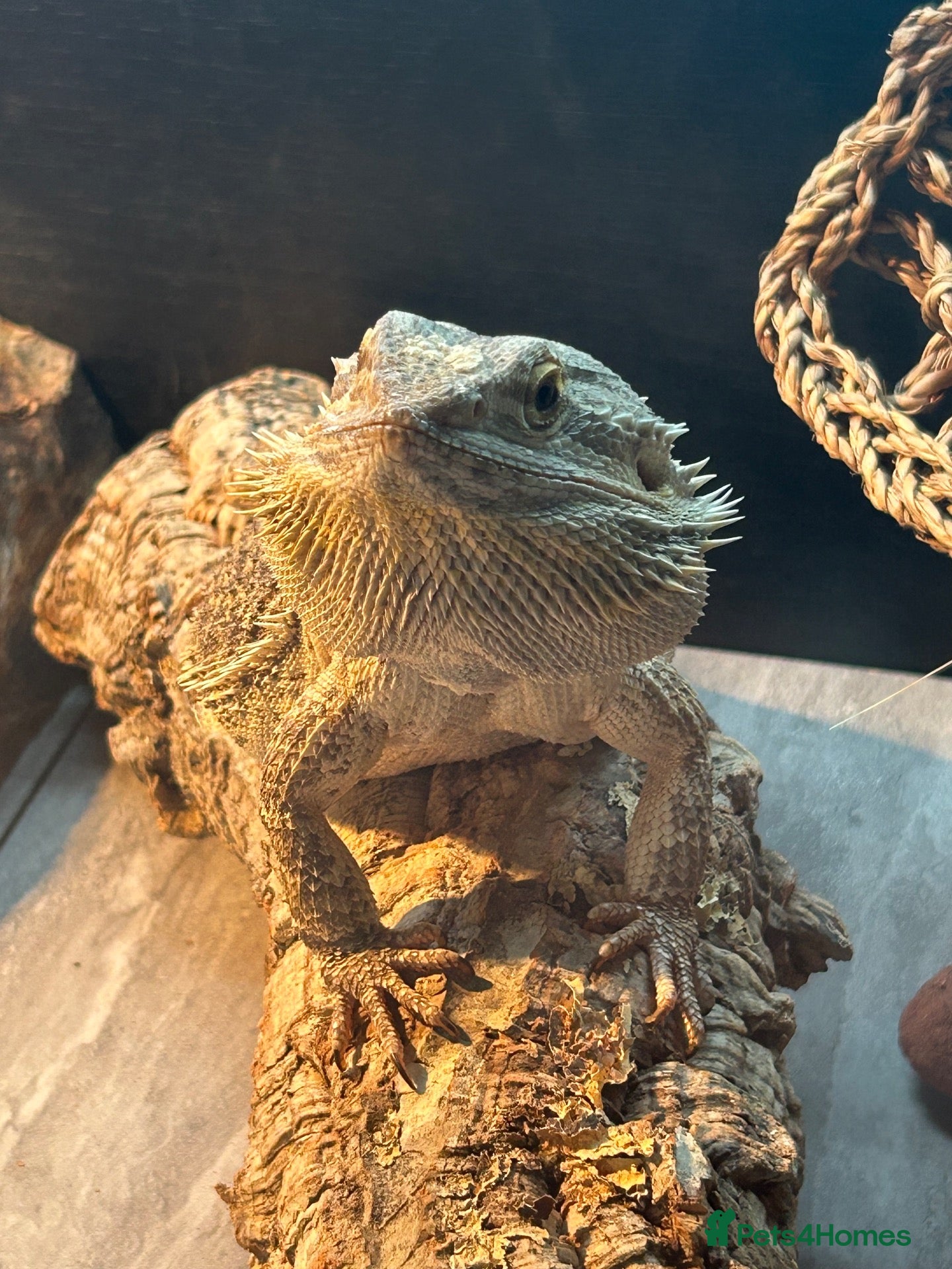 Bearded Dragon reptiles Male bearded dragon - Advert 2