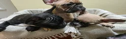 French Bulldog dogs for sale: Beautiful French bulldog  - Advert 3