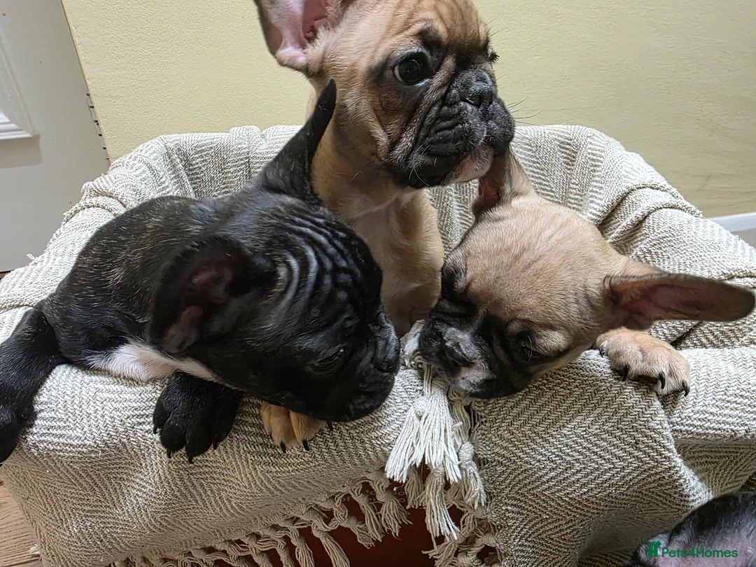French Bulldog dogs for sale: Beautiful French bulldog  - Advert 3