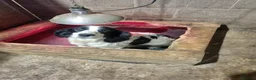English Springer Spaniel dogs for sale: SPRINGER SPANIEL PUPPIES - Advert 3