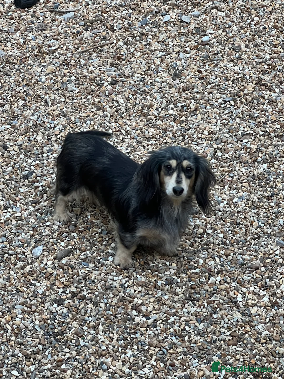 Miniature Dachshund dogs for sale: Two Kc reg adult mini Dachshund longhaired girls  - Advert 4