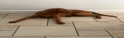 Labrador Retriever dogs for sale: Beautiful 7month old male fox red lab  - Advert 5