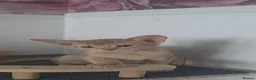 Abyssinian cats for sale: Pure Pedegree Aby kitten - Advert 5