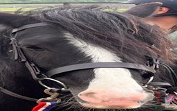 Irish Cob horses for sale: Beautiful traditional 9year old cob mare - Image 6