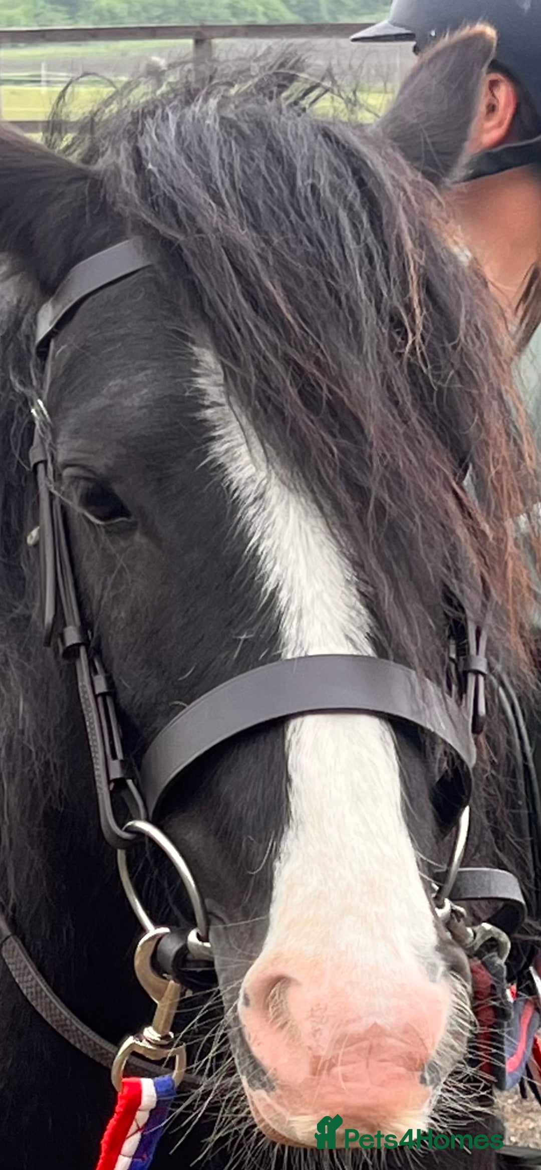 Irish Cob horses for sale: Beautiful traditional 9year old cob mare - Image 6