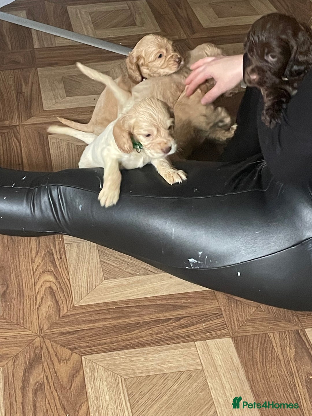 Cocker Spaniel dogs for sale: Cockerspaniel puppys Ready now!!! - Advert 11