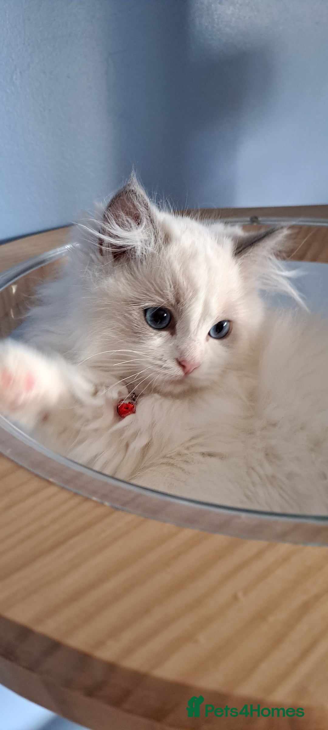 Ragdoll cats for sale: Pure Breed GCCF REG beautiful kittens - Advert 5
