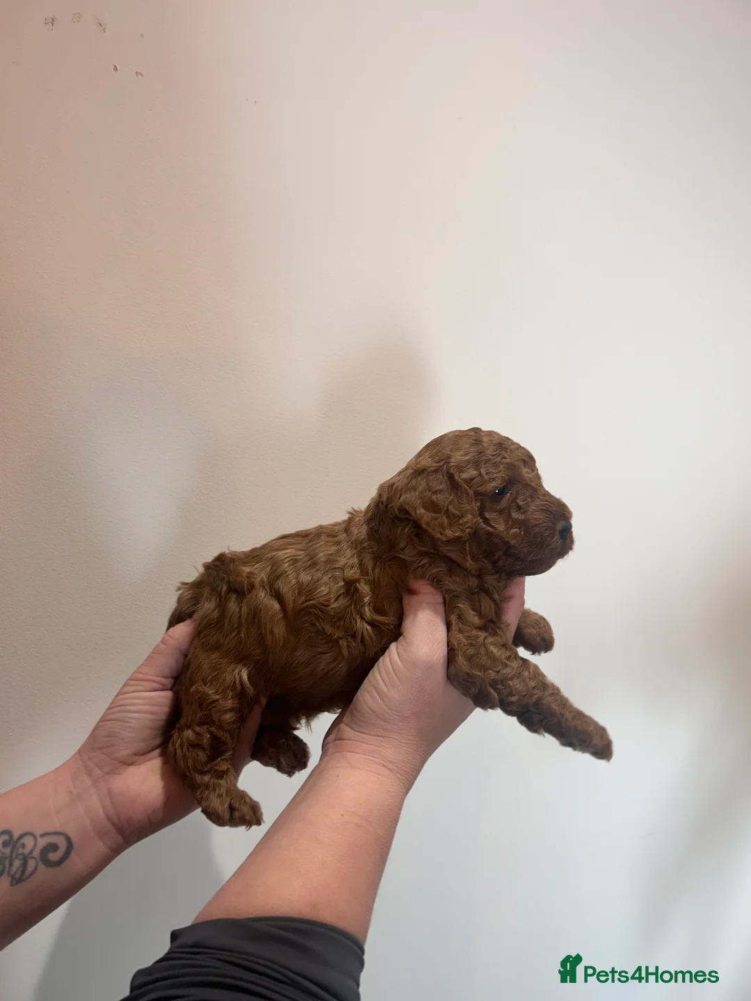 Cockapoo dogs for sale: Red f2b Cockapoo Pups  - Advert 8