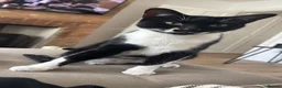 Mixed Breed cats for sale: Gorgeous Tuxedo Male  - Advert 3
