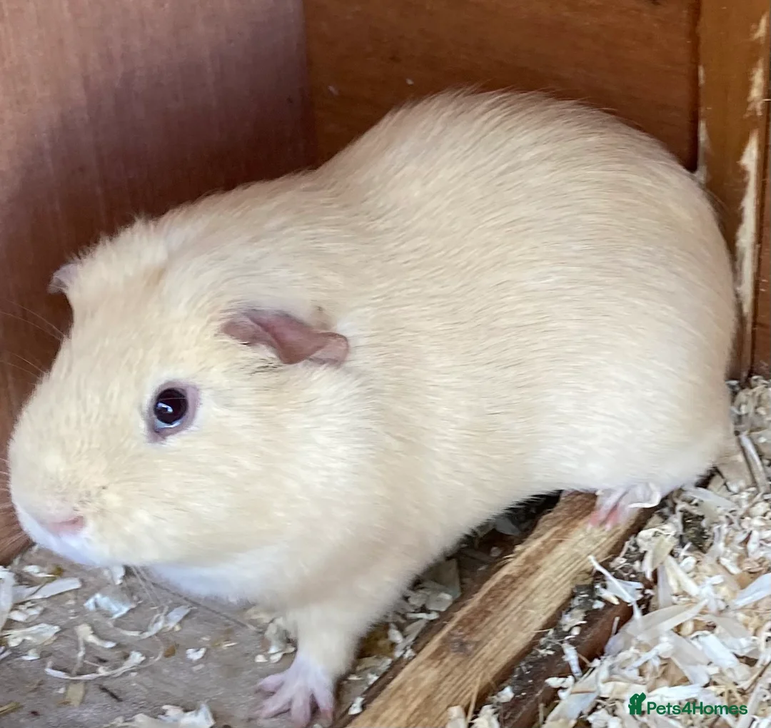 Guinea Pig rodents for sale: Bonded Guinea pig brothers for adoption in North Tawton - Advert 2