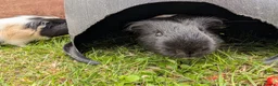 Guinea Pig rodents for sale: Male Guinea pigs - Advert 9