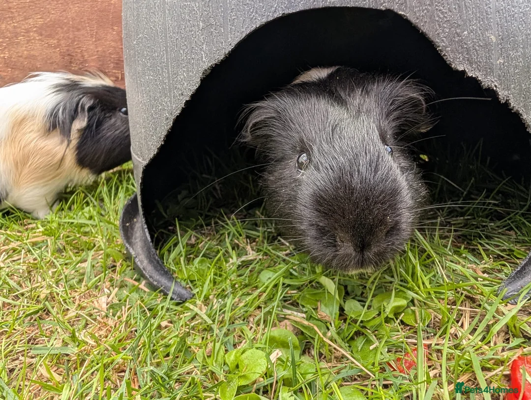 Guinea Pig rodents for sale: Male Guinea pigs - Advert 9