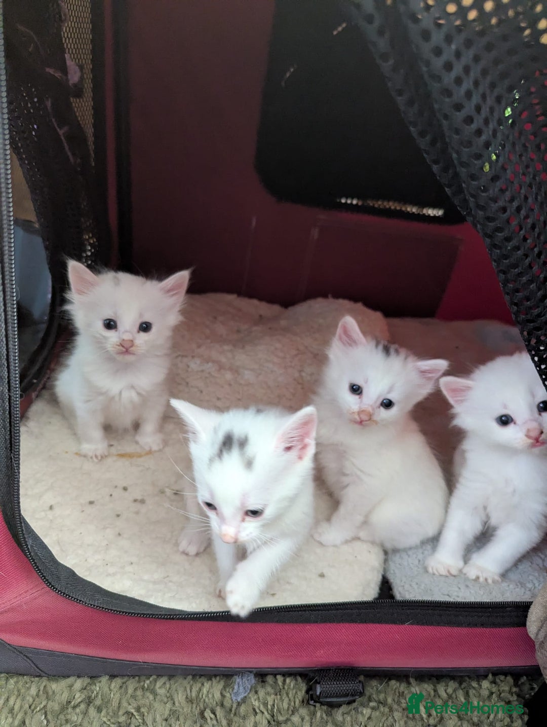 British Longhair cats for sale: Beautiful white kittens - Image 1