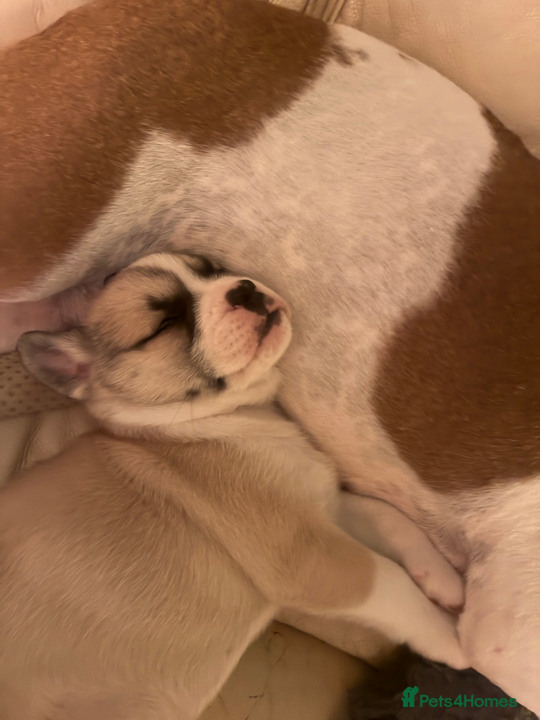 Mixed Breed dogs for sale: Bullimute rare breed ready now  - Advert 18