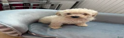 Toy Poodle dogs for sale: Toy poodle puppies  - Advert 17