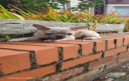 French Bulldog dogs for sale: Elsa Girl - Image 3