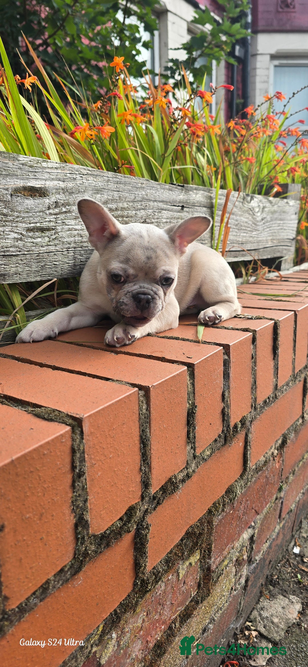 French Bulldog dogs for sale: Elsa Girl - Image 3