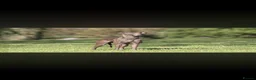 Italian Greyhound dogs for sale: KC Reg Italian Greyhounds - Advert 2