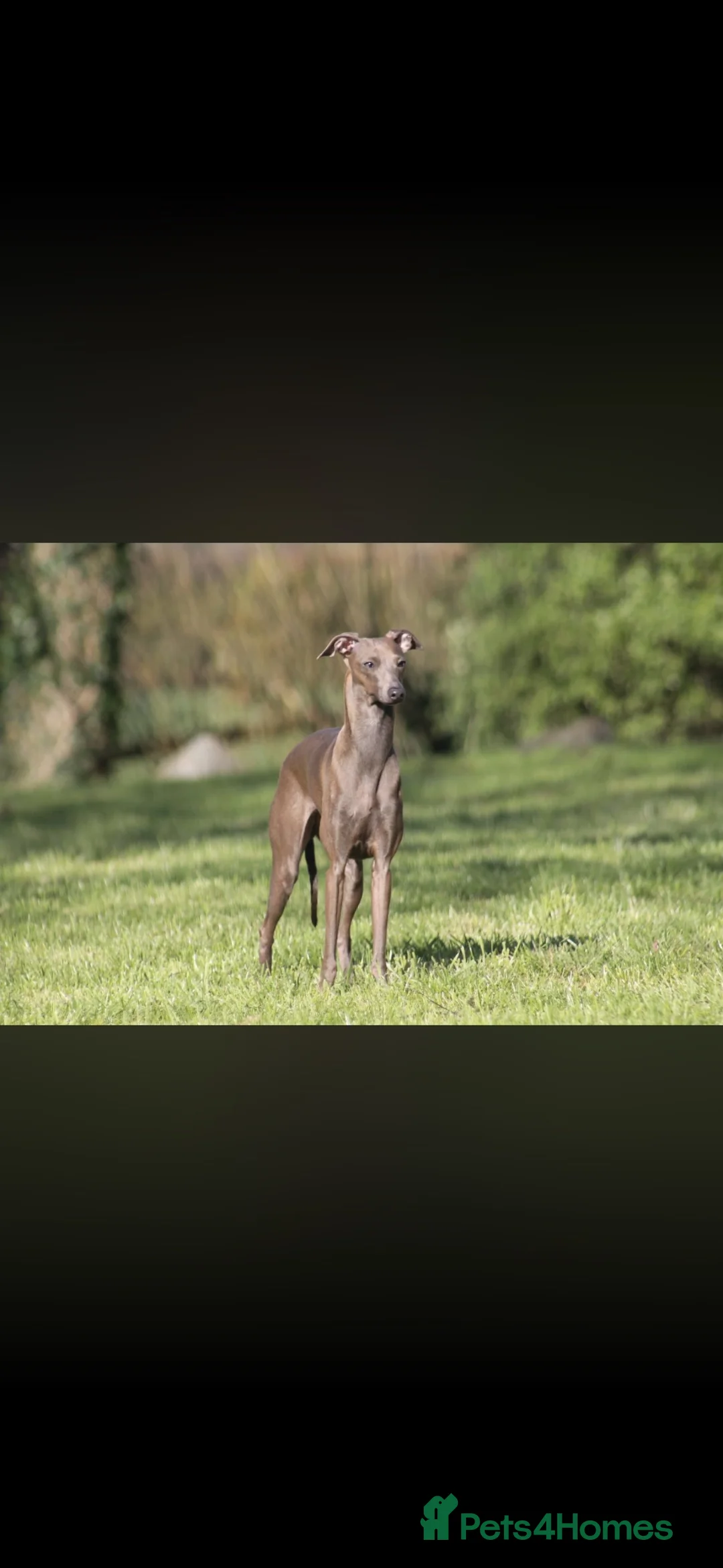 Italian Greyhound dogs for sale: KC Reg Italian Greyhounds - Advert 2