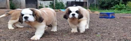 Saint Bernard dogs for sale: REDUCED Show Quality Saint Bernard's  - Advert 6