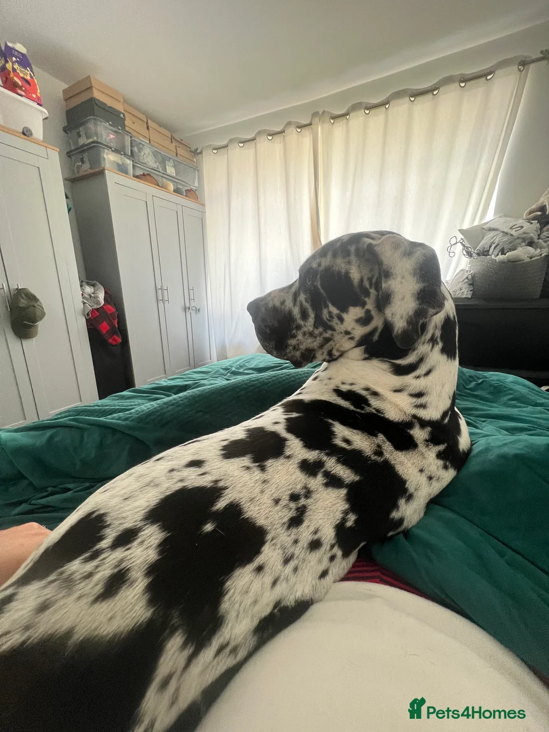Great Dane dogs for stud: Great Dane harlequin for stud in Plymouth - Advert 9