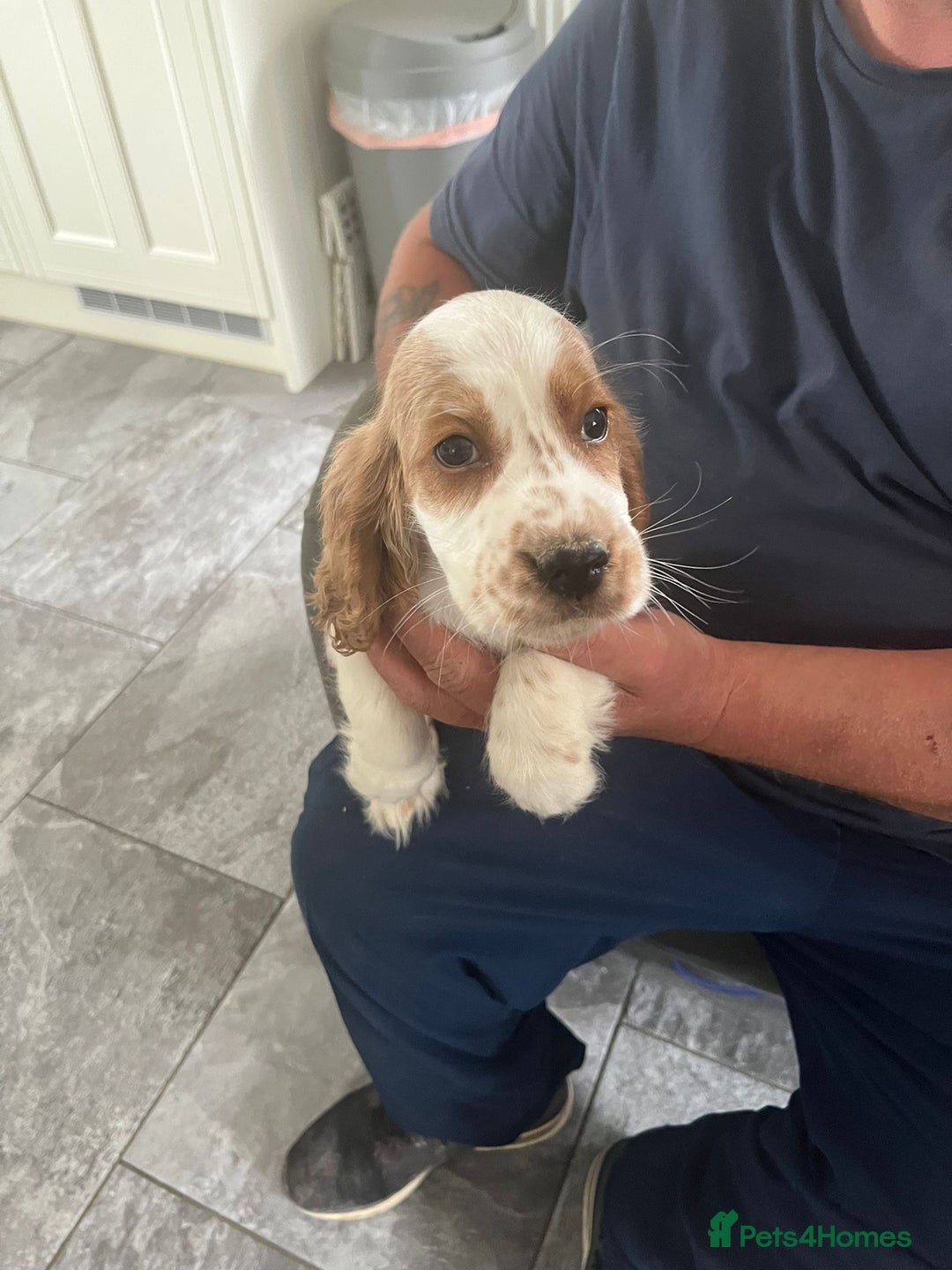 Cocker Spaniel dogs for sale: OUT STANDING  GORGEOUS SHOW TYPE COCKER SPANIEL  - Image 30