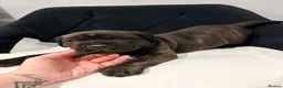 Cane Corso dogs for sale: Cane Corso puppy’s  - Advert 16
