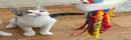Domestic Shorthair cats for adoption: Cheddar & Brie, 4 month old kitten pair - Advert 3