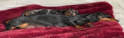Miniature Dachshund dogs for sale: Minature Dachshund Pups - Advert 13