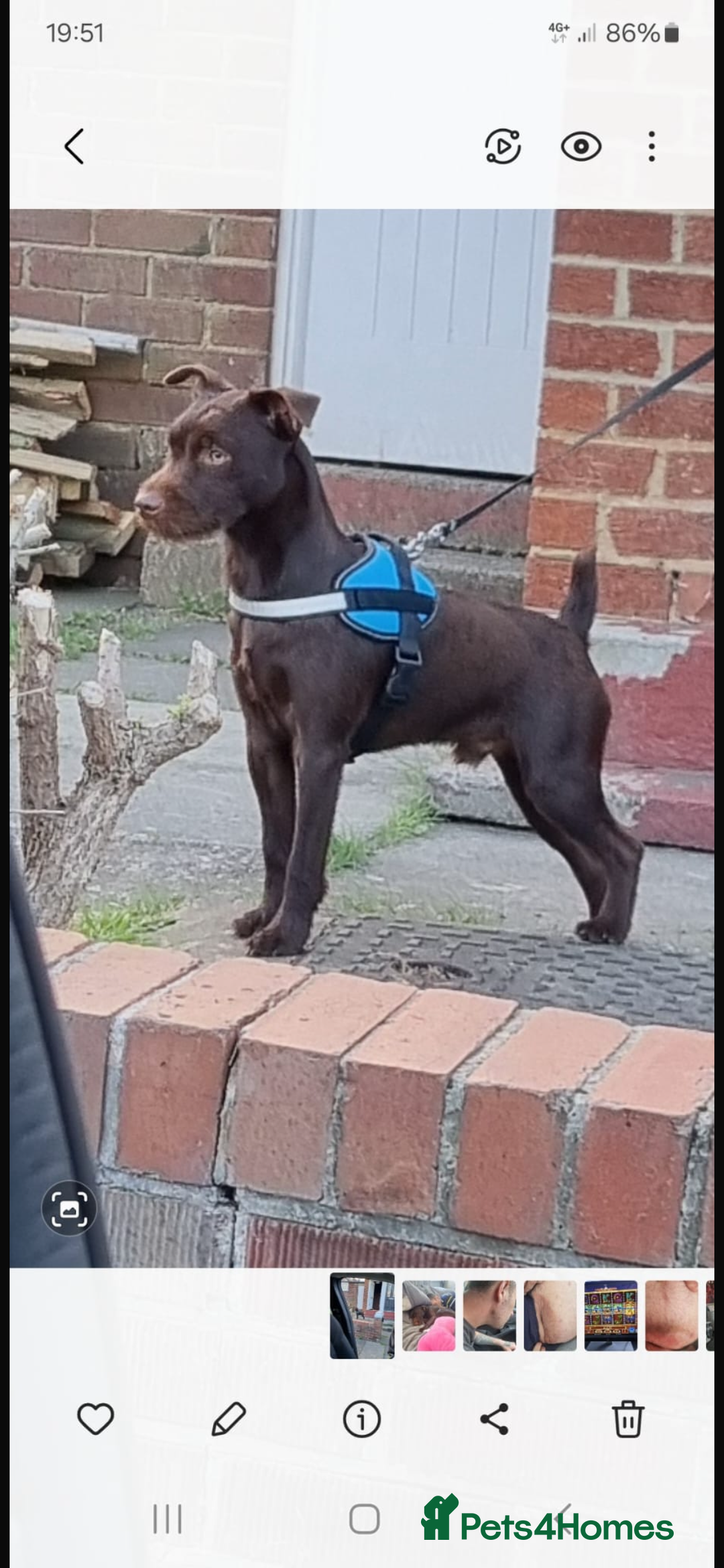 Patterdale Terrier dogs for sale: Patterdale Terrier pups  - Advert 16