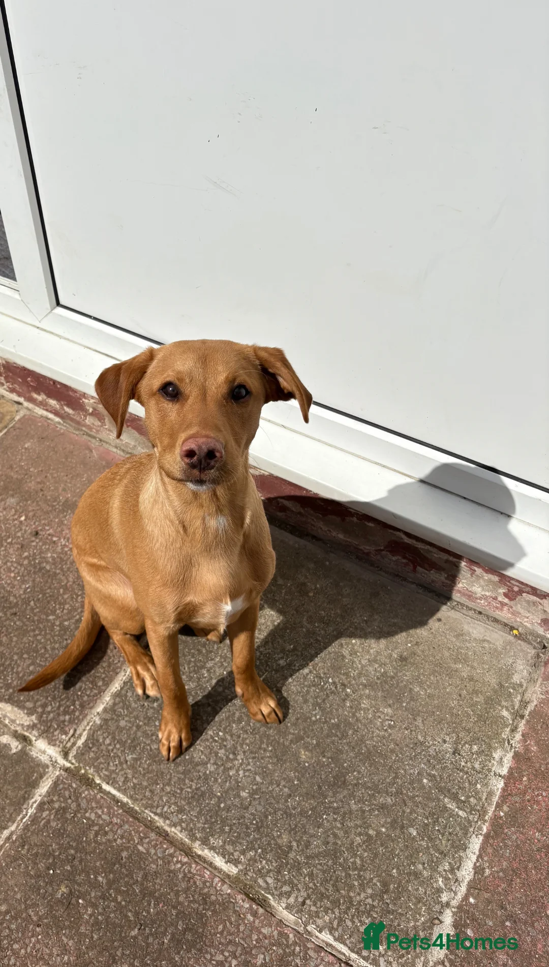 Labrador Retriever dogs for sale: Partly trained 6 month old Labrador retriever - Advert 5