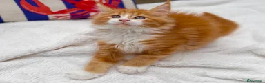Maine Coon 4