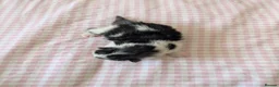 Mixed Breed cats for sale: Five Beautiful kittens  in Billingham - Advert 9