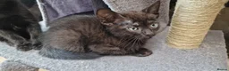 Siamese cats for sale: Beautiful Black Siamese Cross Kittens Ready Now - Advert 10