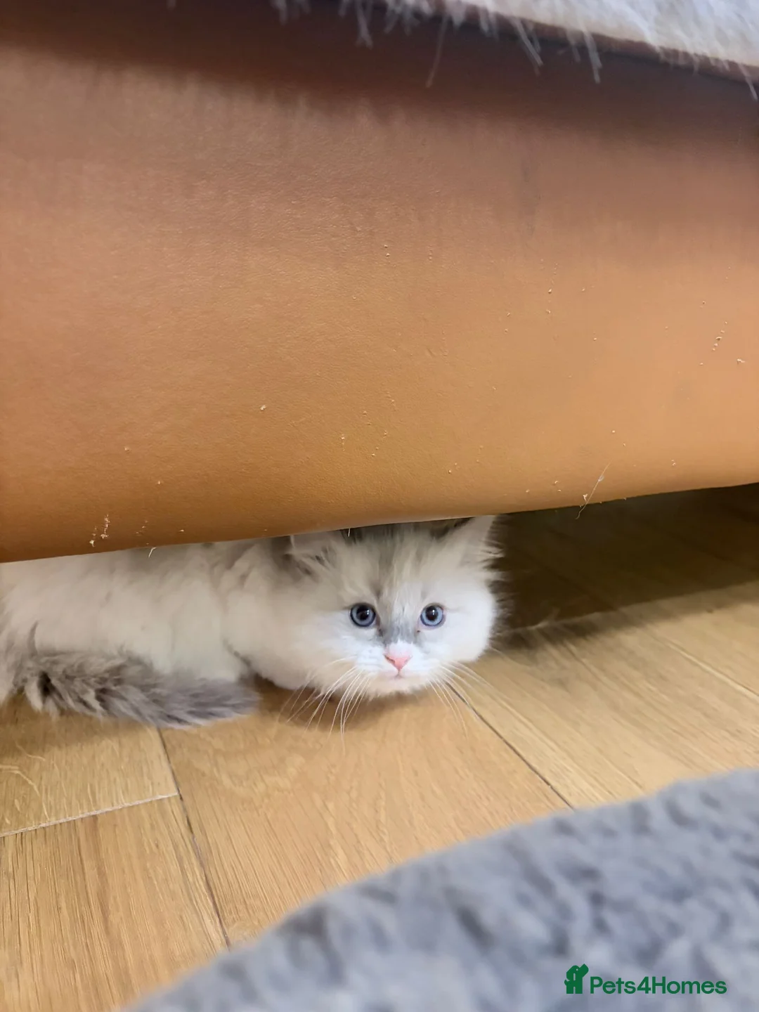 Ragdoll cats for sale: 2 Beautiful ragdoll kittens - Advert 2