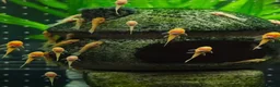 Plecos fish for sale: Golden Bristlenose Pleco L144 Lemon blue/black eye - Advert 1