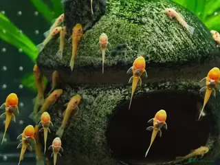 Plecos fish Golden Bristlenose Pleco L144 Lemon blue/black eye - Advert 1