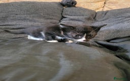 Maine Coon cats for sale: Maine Coon X - Image 7