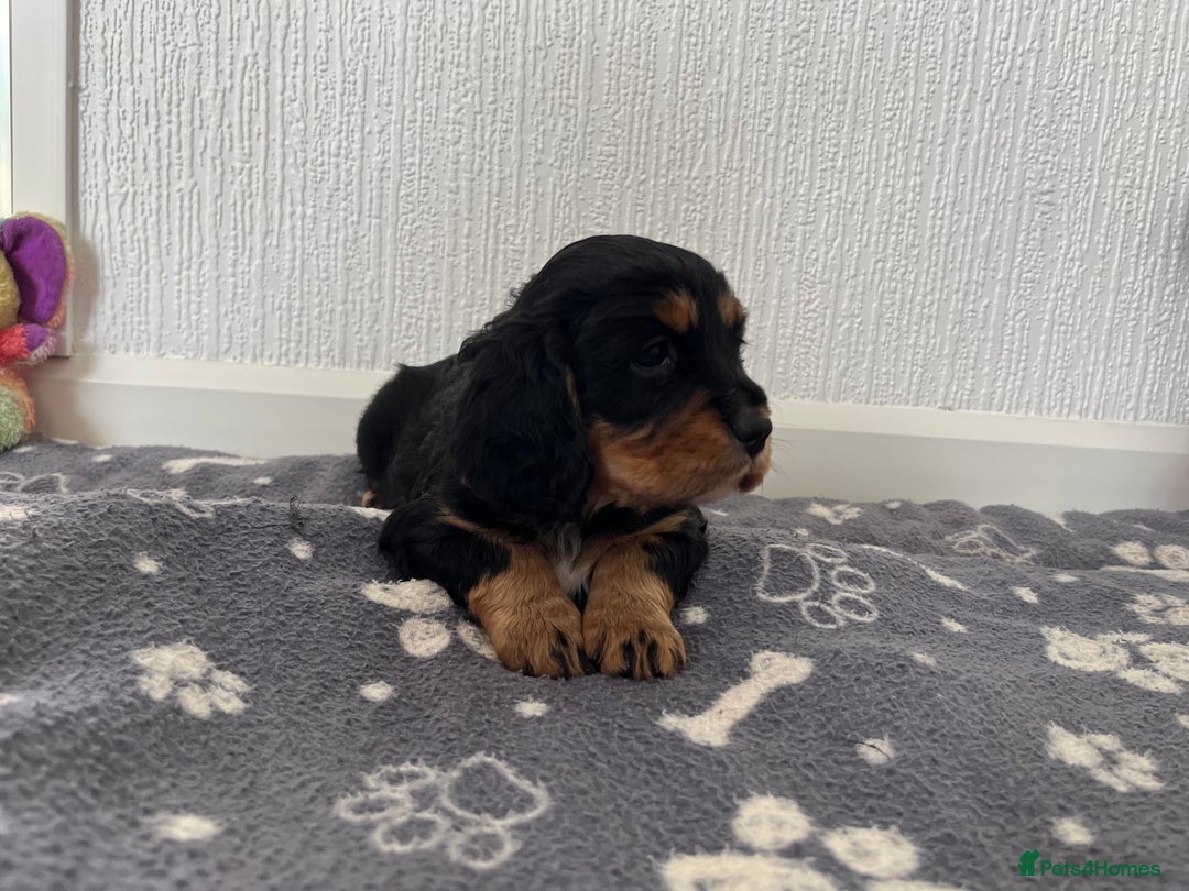 Cockalier dogs for sale: Cavalier x cocker spaniel puppies  - Image 9