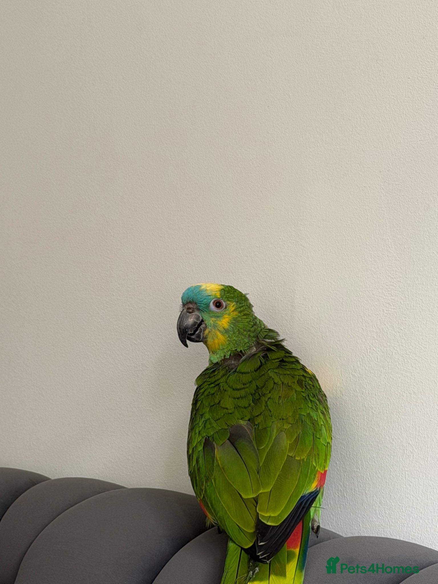 Parrots birds Blue fronted Amazon parrot  - Advert 1