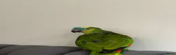 Parrots birds for sale: Blue fronted Amazon parrot  - Advert 1