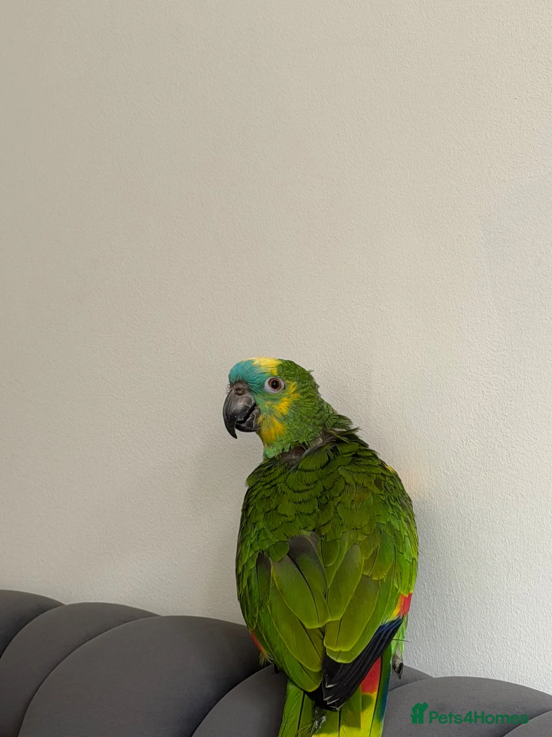 Parrots birds for sale: Blue fronted Amazon parrot  - Advert 1