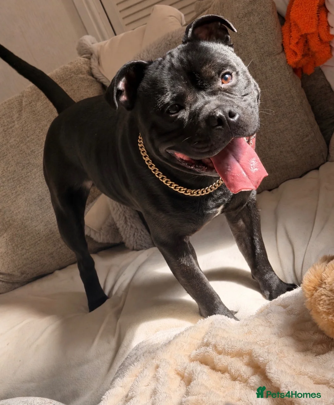 Staffordshire Bull Terrier dogs for sale: KC REGISTERED STAFFORDSHIRE BULL TERRIER FOR SALE  - Advert 1