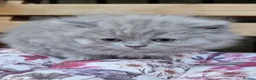British Shorthair cats for sale: REDUCED PRICE available BSH kittens!!! - Advert 10