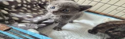 Mixed Breed cats for sale: Three female kittens - Advert 10